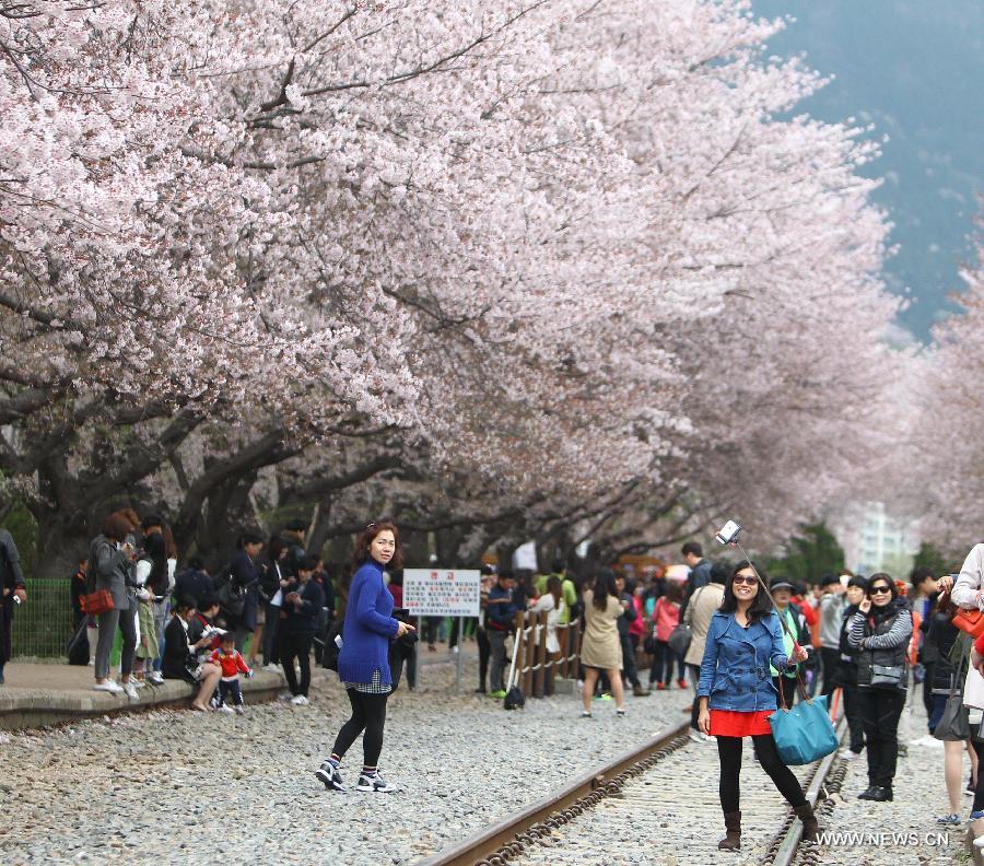 Chinhae Cherry Blossom Festival kicks off in South Korea