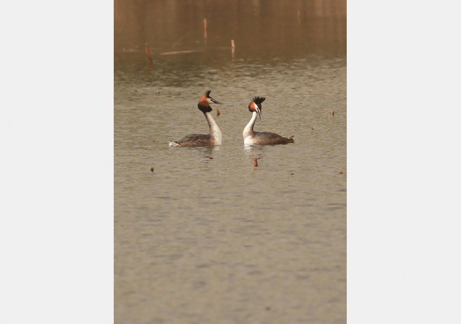 Photos capture water birds' romance