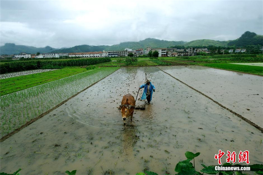 Intoxicating terrace in E China's Zhejiang