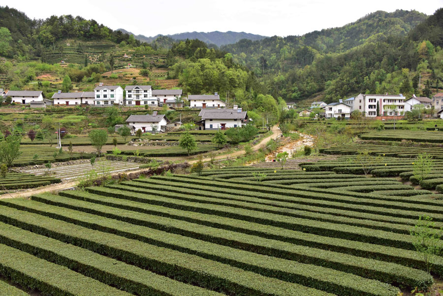 Scenery of tea garden in China's Hubei