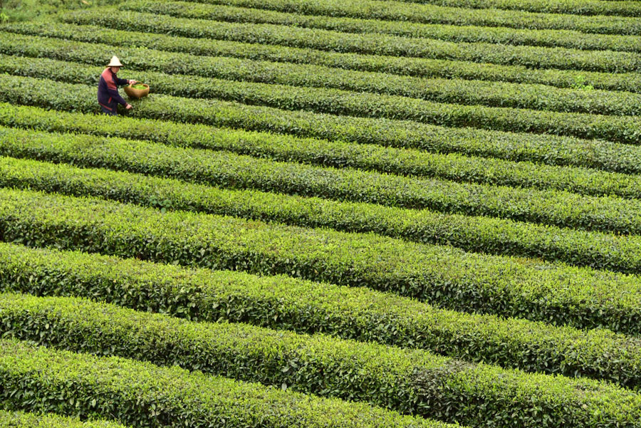 Scenery of tea garden in China's Hubei