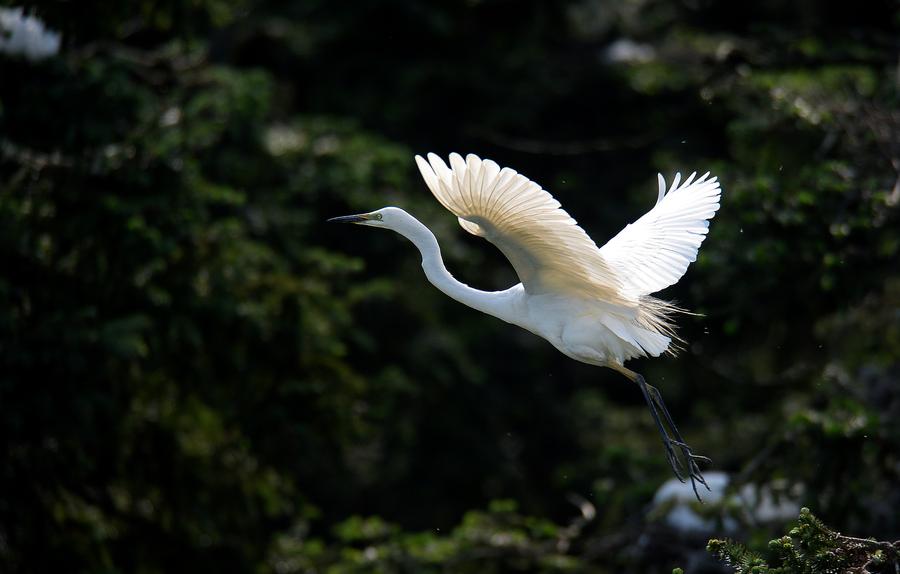 Xiangshan Forest Park: Heaven for egrets