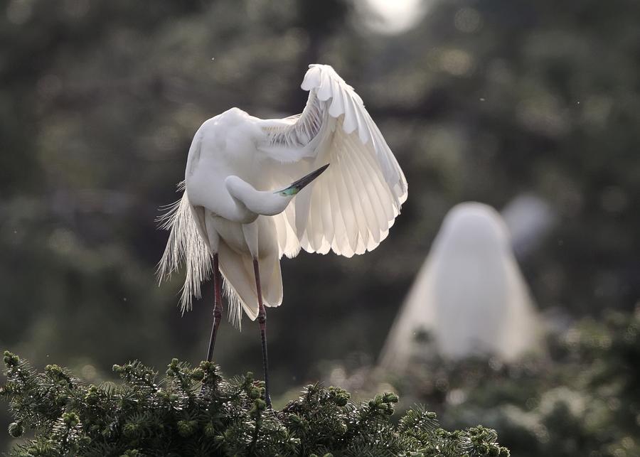 Xiangshan Forest Park: Heaven for egrets