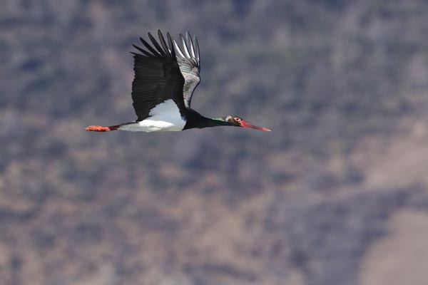 Napa Lake: Flights of Fancy