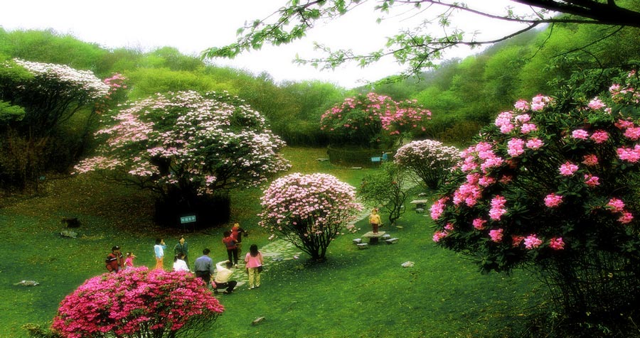 Colorful azaleas decorate Jinfo Mountain, Chongqing