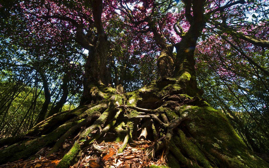 Colorful azaleas decorate Jinfo Mountain, Chongqing