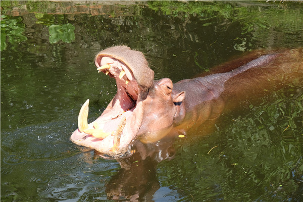 Hainan's kingdom of animals and tropical plants