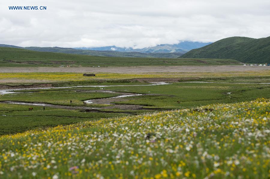 Flowers blossom in high altitude grassland