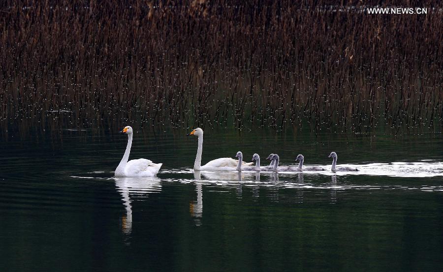 Swan family seen at wetland park in Sanmenxia