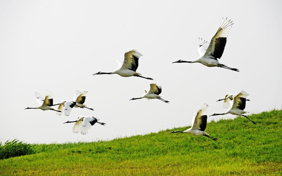 Red-crowned cranes create a travel hotspot in Zhalong Nature Reserve