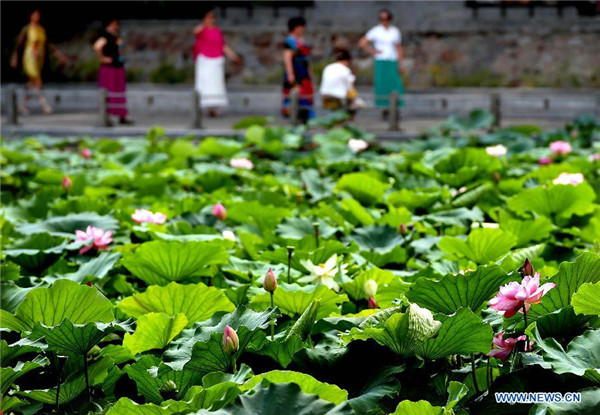 Lotus flower show kicks off in China's Henan