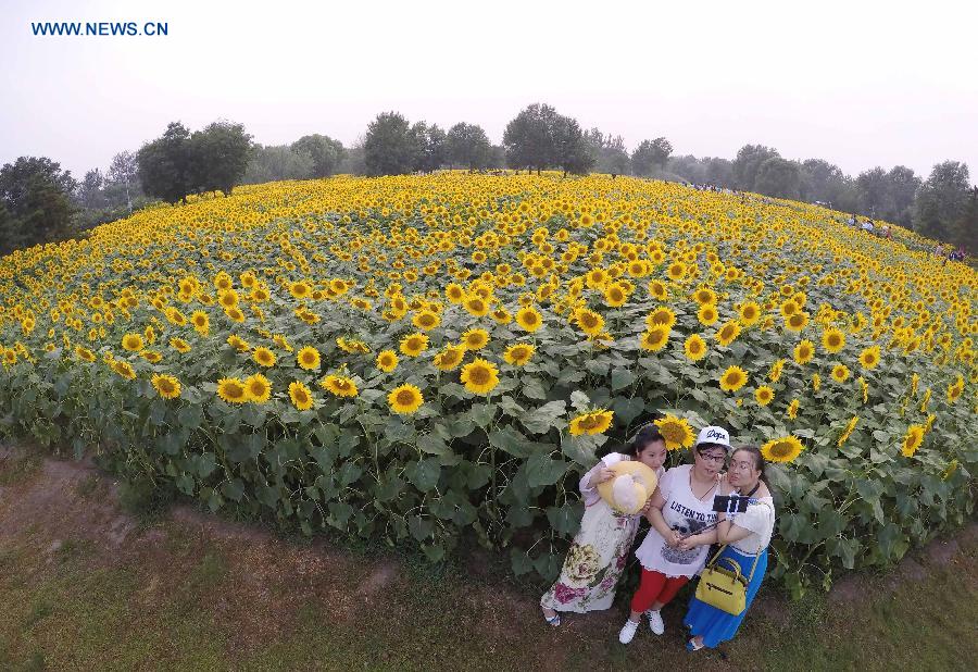 Blooming sunflowers in Beijing's Olympic Green