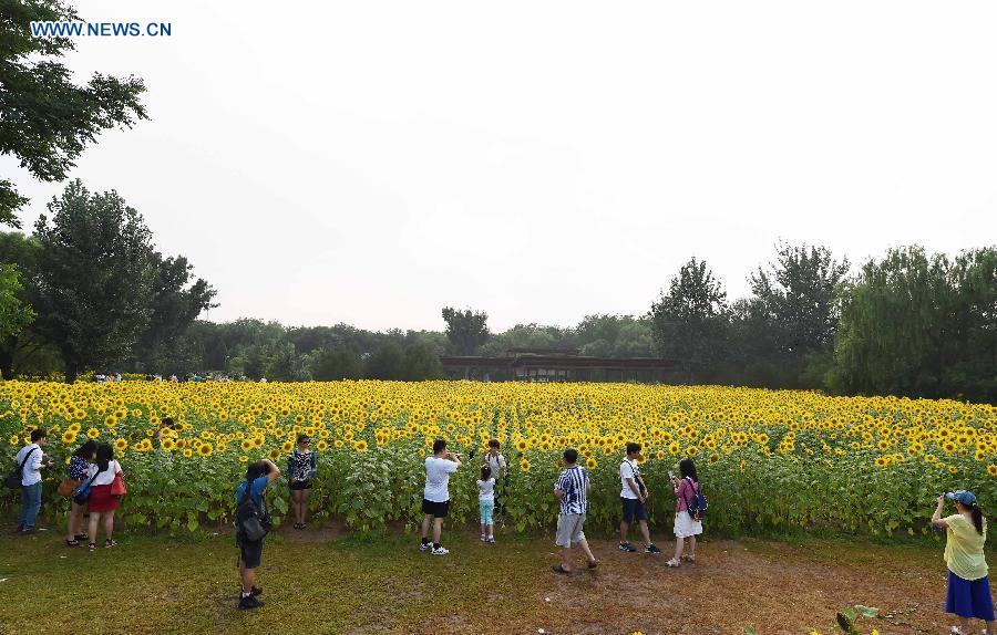 Blooming sunflowers in Beijing's Olympic Green