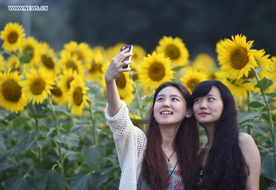 Blooming sunflowers in Beijing's Olympic Green