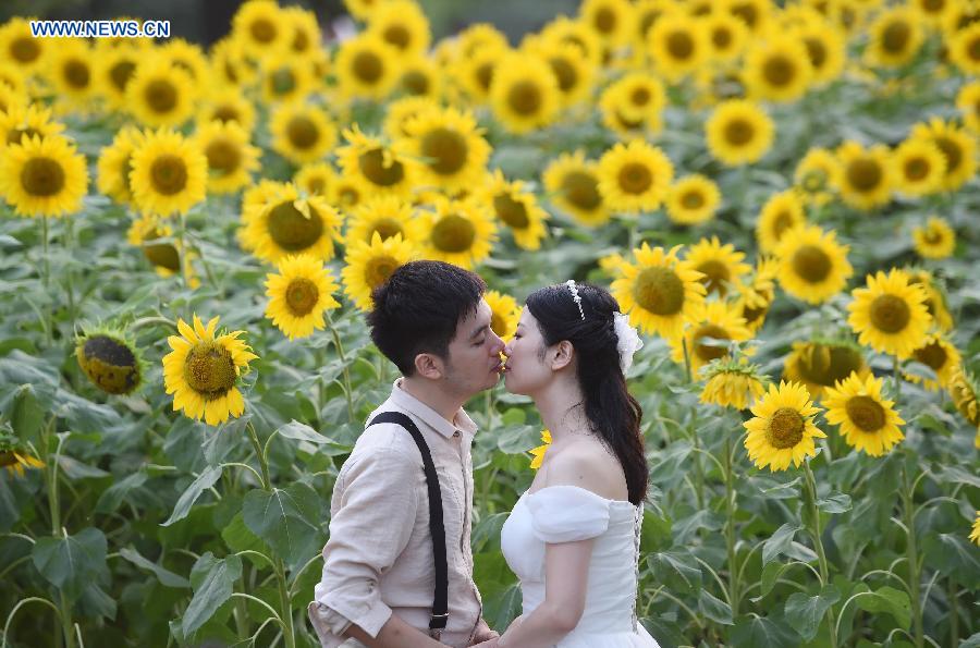 Blooming sunflowers in Beijing's Olympic Green