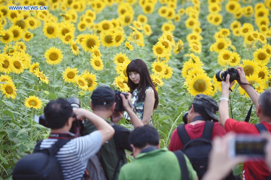 Blooming sunflowers in Beijing's Olympic Green