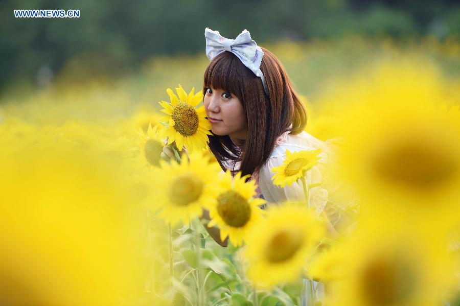 Blooming sunflowers in Beijing's Olympic Green