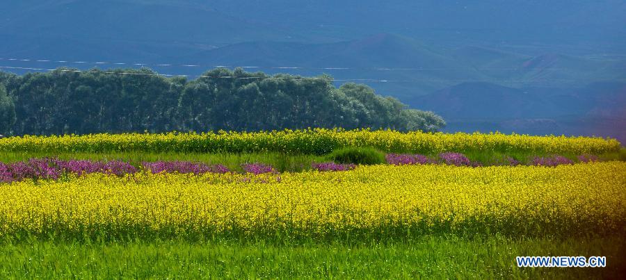 Canola flowers bloom in NW China