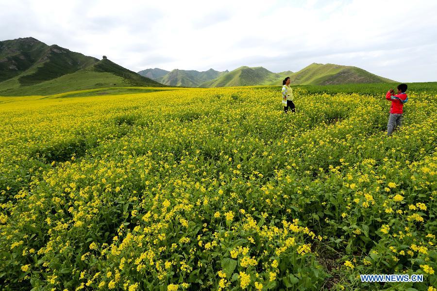 Canola flowers bloom in NW China