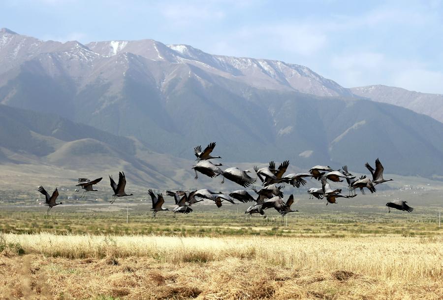 Picturesque Barkol grassland in Xinjiang