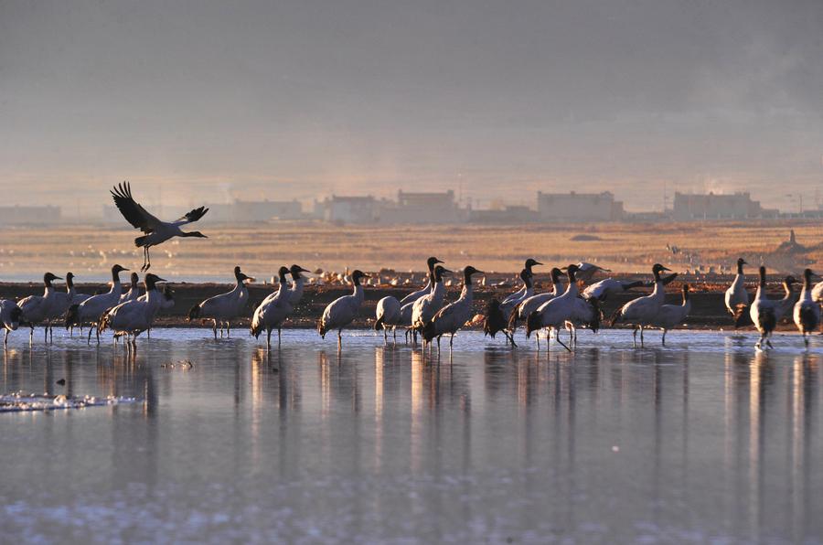 Original beauty is well-maintained in Tibet under 'green development' strategy