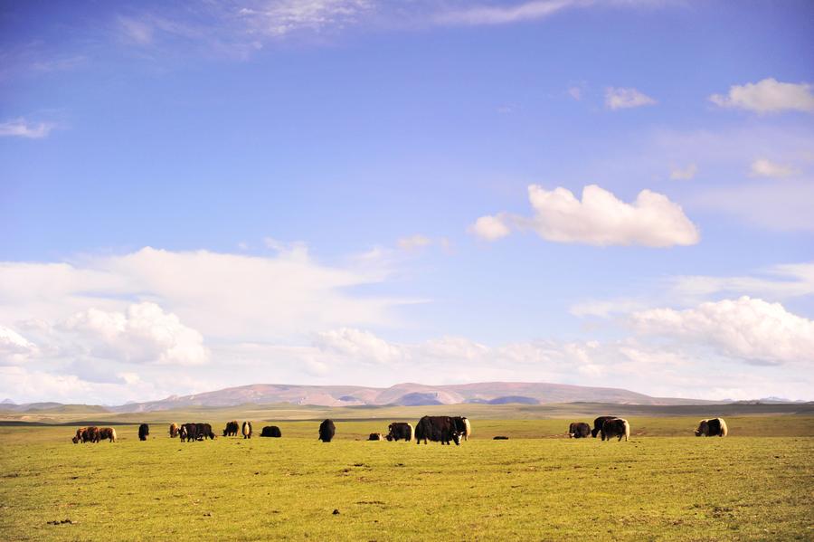 Original beauty is well-maintained in Tibet under 'green development' strategy