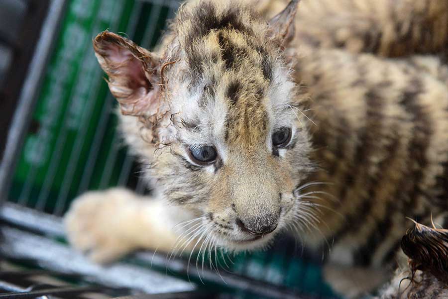 Cute tiger and lion cubs enchant visitors