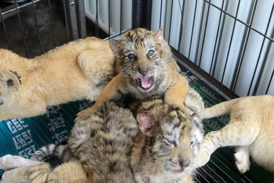 Cute tiger and lion cubs enchant visitors