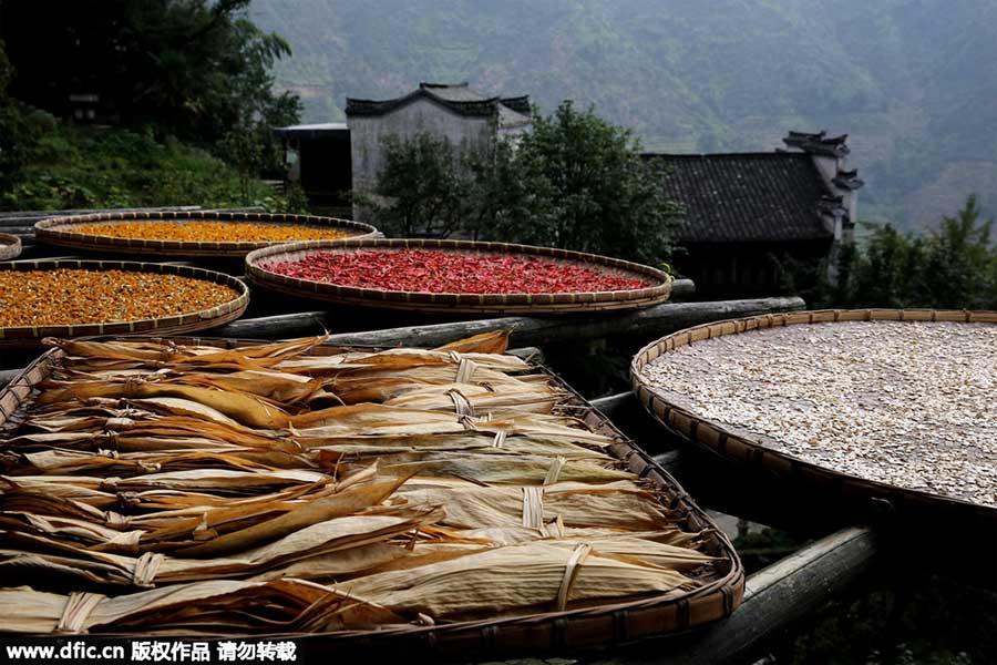 Harvested crops help present a unique autumn scene in Wuyuan ancient town