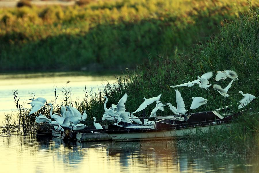 A panoramic view of Tangshan Bay International Tourism Islands