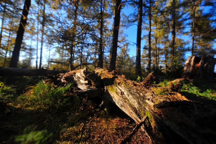 Autumn scenery in Arxan of Inner Mongolia