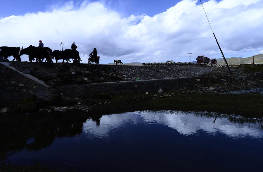 Autumn beauty unfolds on winter prairie in Qinghai