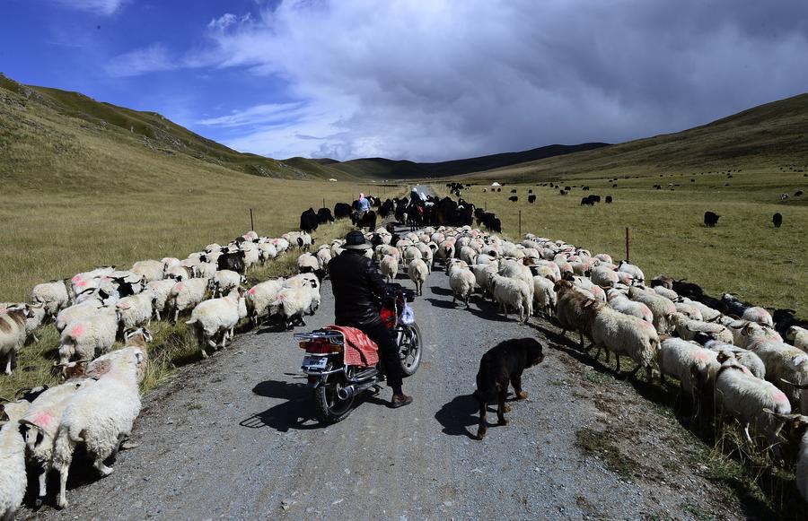 Autumn beauty unfolds on winter prairie in Qinghai