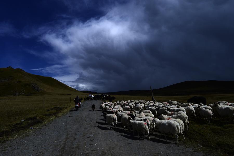 Autumn beauty unfolds on winter prairie in Qinghai