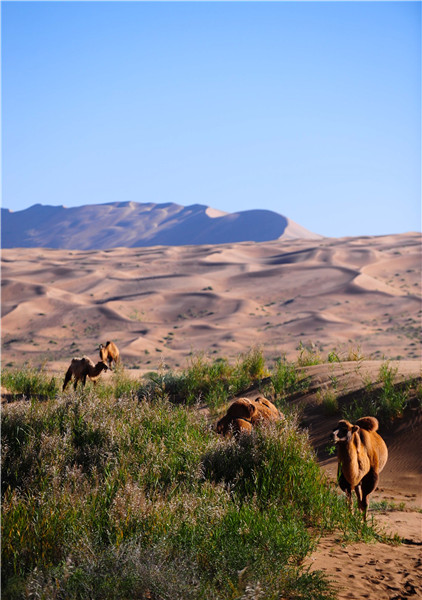 Autumn scenery of 2nd largest desert in China