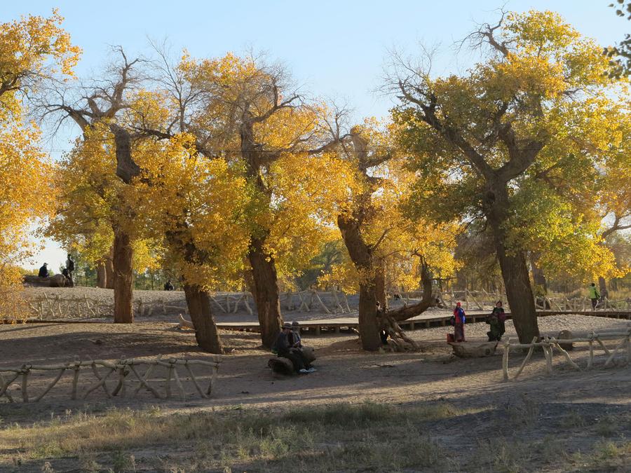 Scenery of desert poplar forest in Inner Mongolia