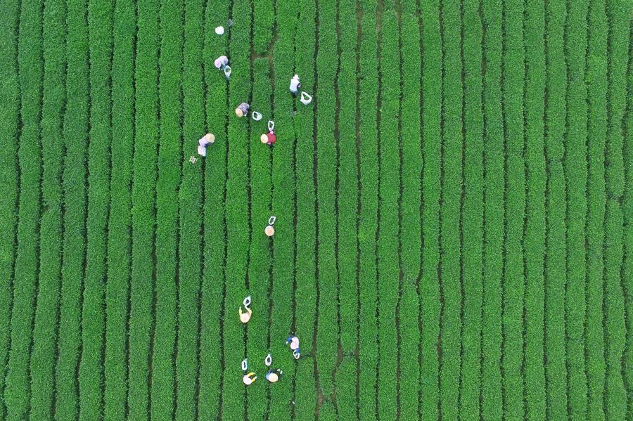 Sights of Cold Dew around China