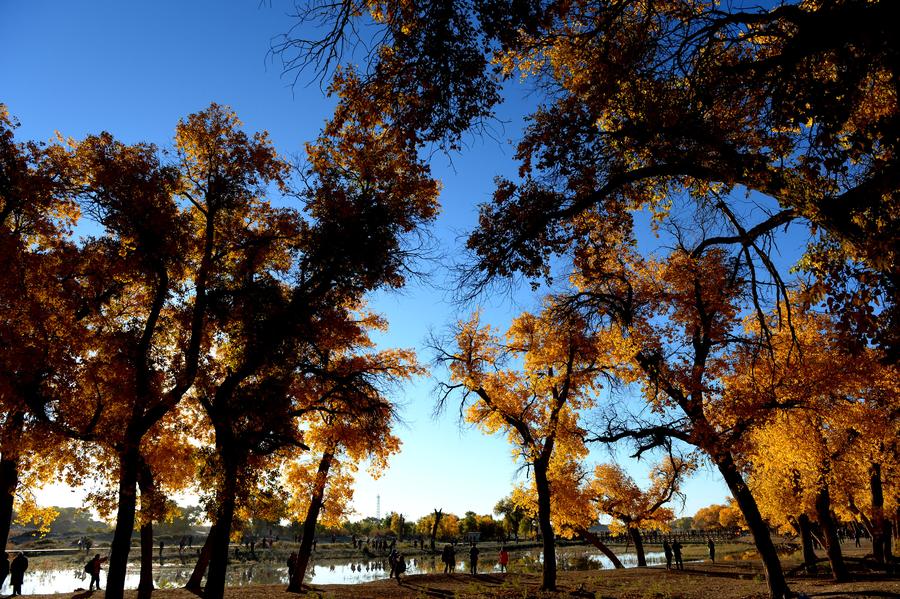 Scenery of populus euphratica forest in Inner Mongolia