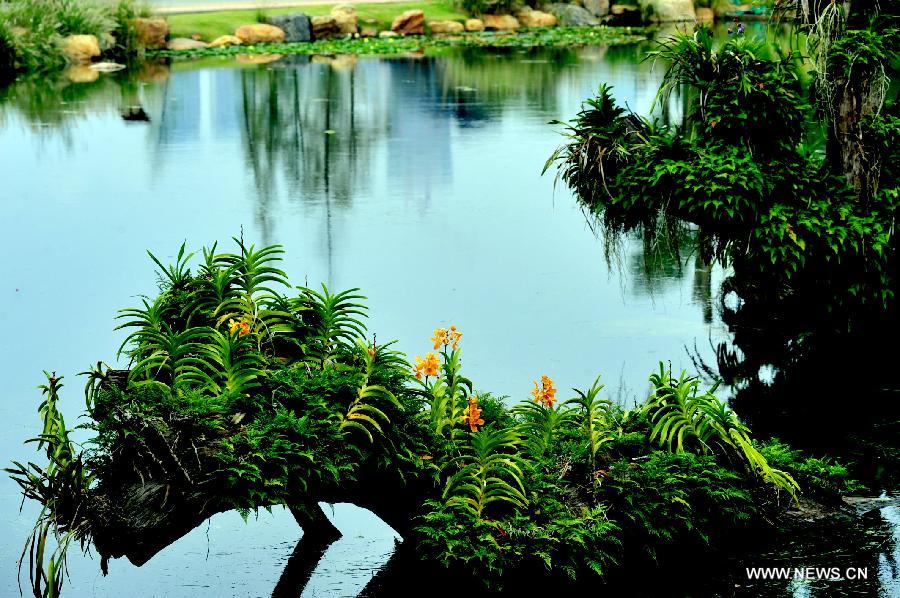 Orchids blossom at Qingxiu Mountain in Nanning