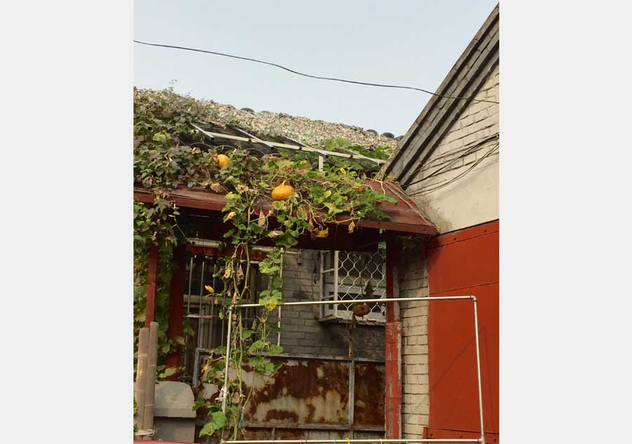 Stroll along Beijing's hutongs in autumn