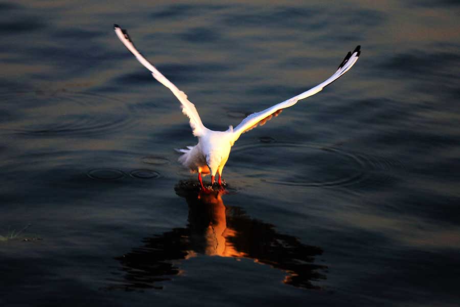 Seagulls on the hunt soar over the sea in Qingdao