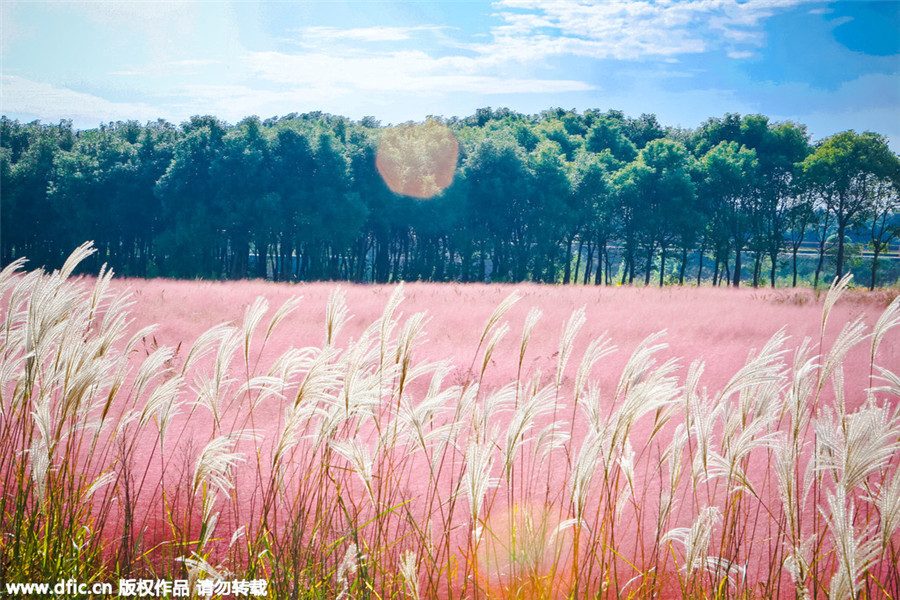 Pink landscape in Shanghai invites visitors