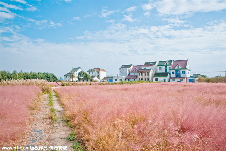 Pink landscape in Shanghai invites visitors