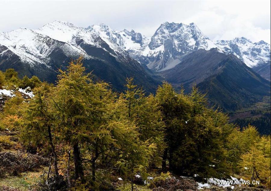 Autumn scenery of Shangri-la