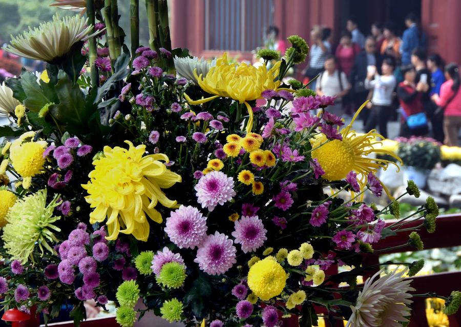 Autumn Chrysanthemums brighten ancient city