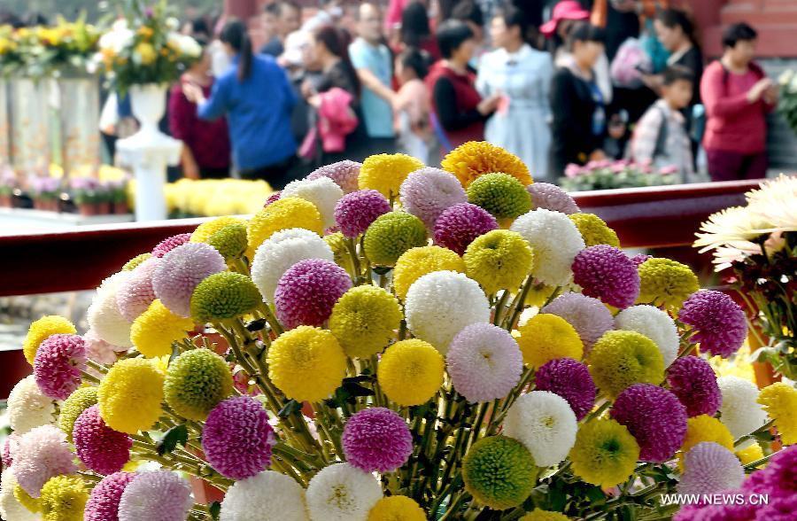 Chrysanthemums burst into bloom in Kaifeng