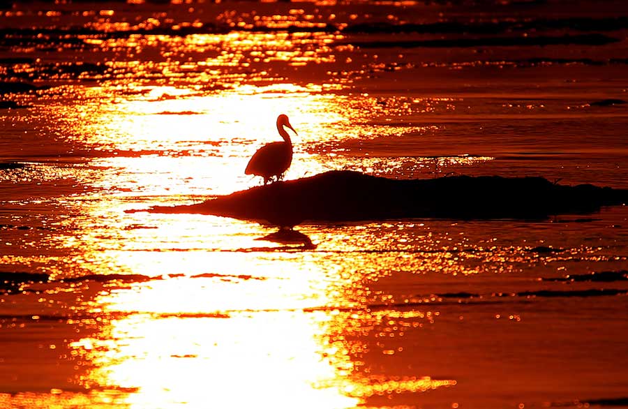 Egret in sunset on Xin'anjiang River