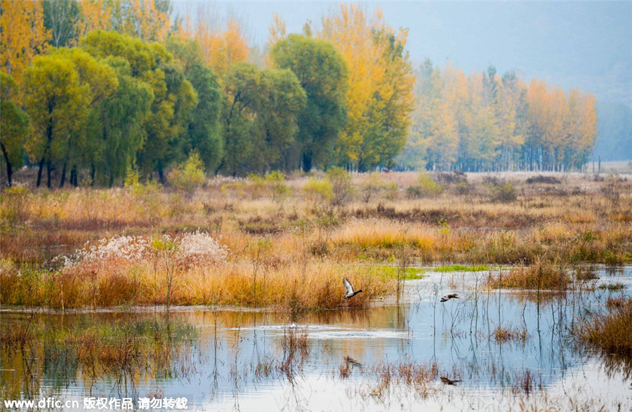 Late autumn views turn Beijing into scenic city