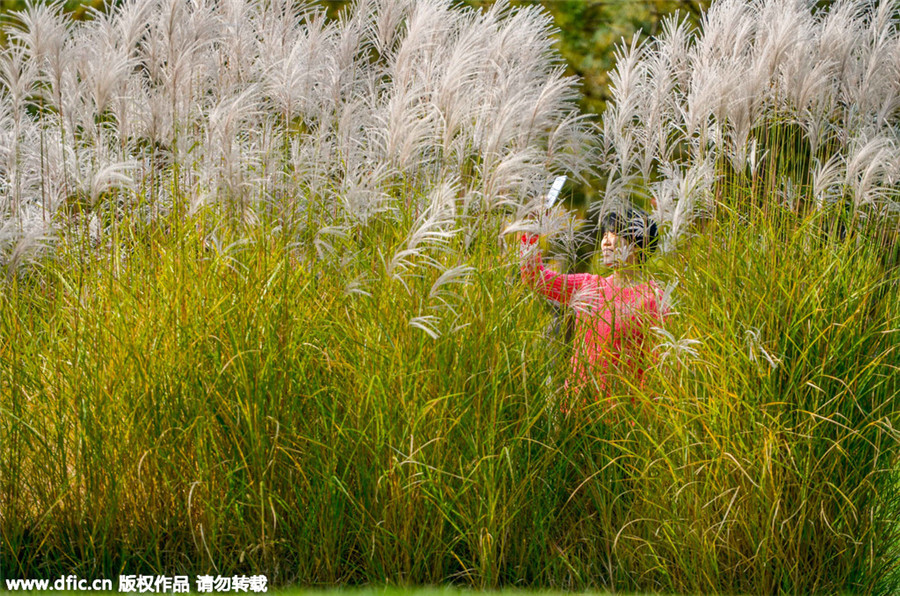 Late autumn views turn Beijing into scenic city