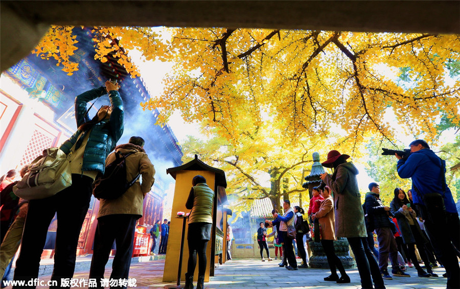 1,100-year-old ginkgo trees attract visitors in Beijing